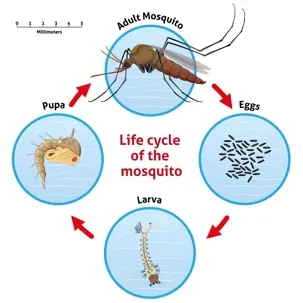 A diagram illustrates the Life cycle of the mosquito, detailing stages: Adult Mosquito, Eggs, Larva, and Pupa in a circular flow.