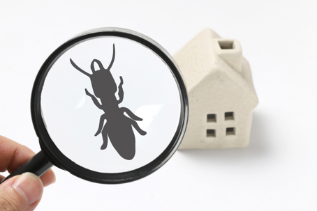 A hand holds a magnifying glass, showing a termite silhouette over a small model house, symbolizing a home termite inspection.