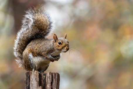 A grey squirrel with a bushy tail stands on a wooden post, looking right.