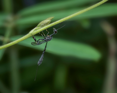 A black ensign wasp with translucent wings hangs upside down from a green plant stem.