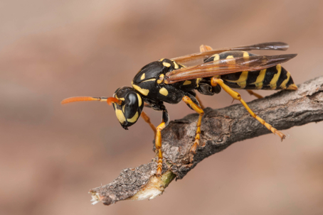 A black and yellow wasp with clear wings rests on a brown branch.