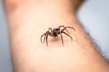 A small, dark spider crawls on a hairy human forearm