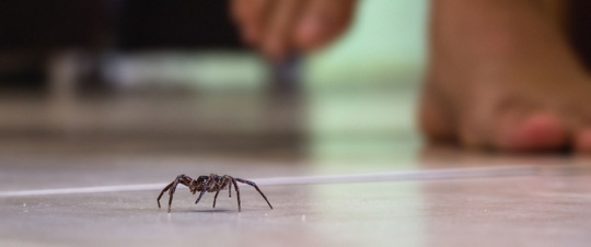 A small spider is seen on a light tiled floor, with a child's blurred bare feet nearby.
