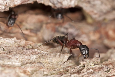A close-up shows a black and reddish-brown ant on textured wood or bark.