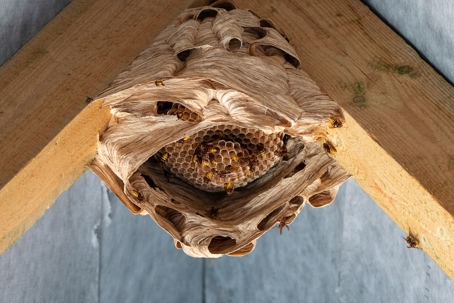 A large, papery hornet or wasp nest hangs from wooden rafters