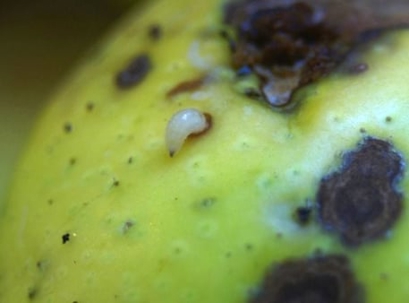 A close-up shows a white fruit fly larva crawling on a blemished green-yellow fruit.