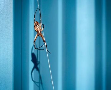 A brown and gold spider hangs by a single strand of silk against a vibrant blue, vertically paneled background.