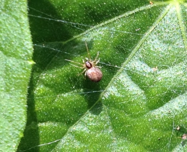 A small, light brown spider sits on a textured, bright green leaf, surrounded by fine silk web.