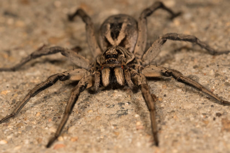 A close-up of a brown and grey wolf spider with prominent fangs and patterned back, standing on a textured, light-colored surface.