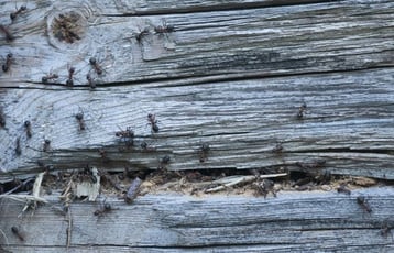 Ants swarm over weathered, gray wooden planks, with many visible in a damaged crevice.
