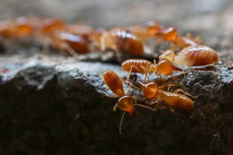 A close-up shows several light brown termites crawling on a dark, textured surface.