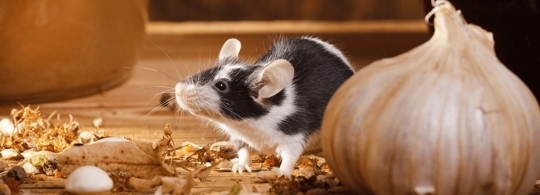 A black and white mouse stands on a wooden surface.