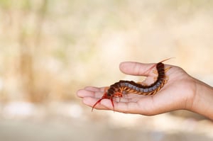 A large, reddish-brown centipede is held gently in a person's open palm, showcasing its prominent antennae and many legs.