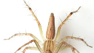 Brown Recluse Spider Photo