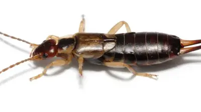 Earwig Photo