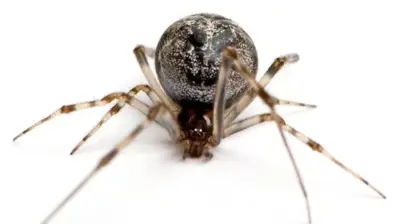 House Spider Photo