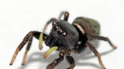 Jumping Spider Photo