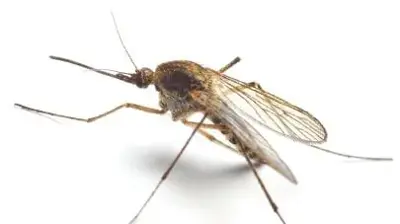 Mosquito Photo