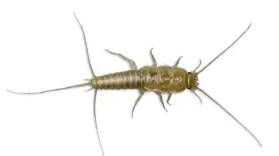 Silverfish Photo