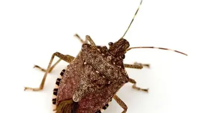 Stinkbug Photo