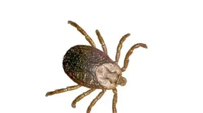 Tick Photo