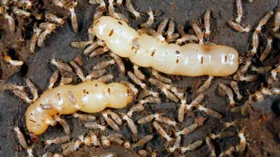 Termite Queens Photo