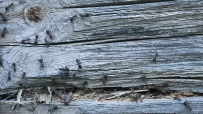 Carpenter Ants Photo