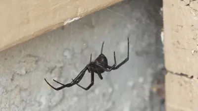 Black Widow Spider Photo