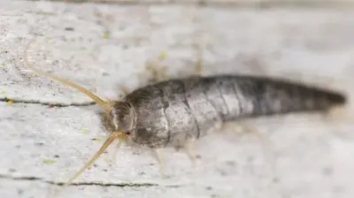 Silverfish Photo