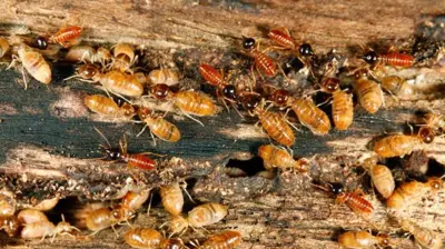 Termites Photo