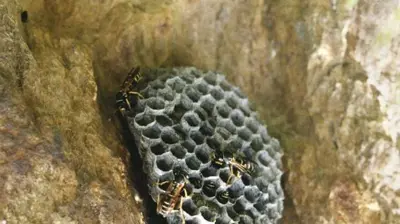 Wasps Photo