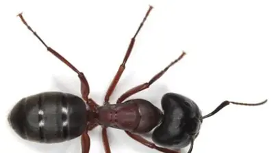 Carpenter Ant Photo