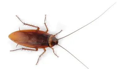 Cockroach Photo