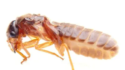 Termite Photo