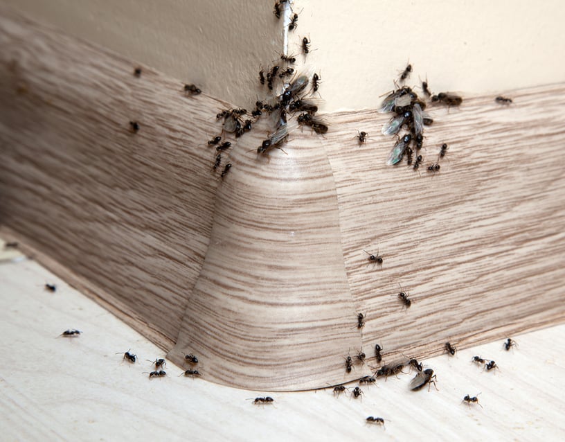 Ants in House