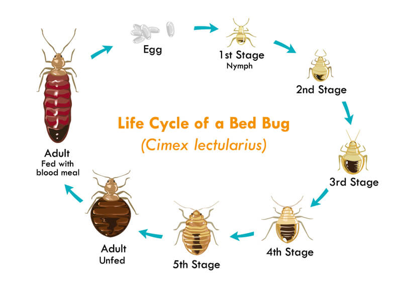 Bed Bug Life Cycle