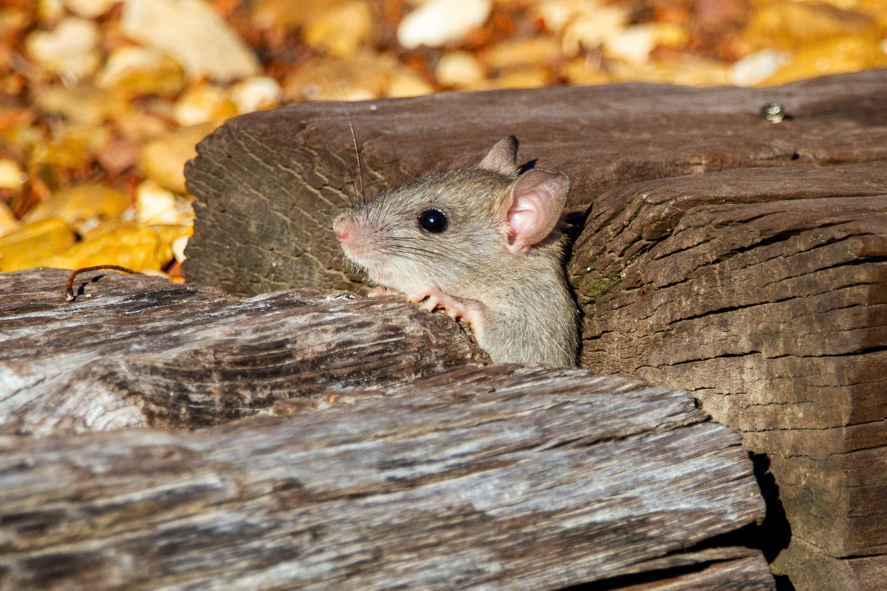 Rodent Control Lake Highlands
