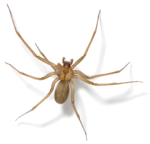 Brown Recluse Spiders