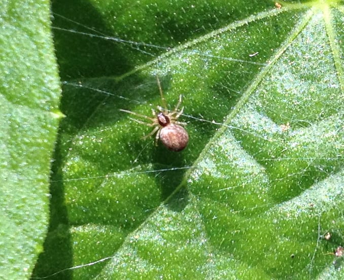 garden orbweaver spider