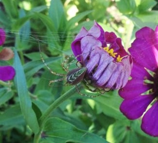 spider, spiders, spider pest control