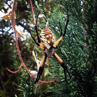 Zipper Spider, Spider Pest Control