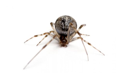 house spider, spiders, spider pest control