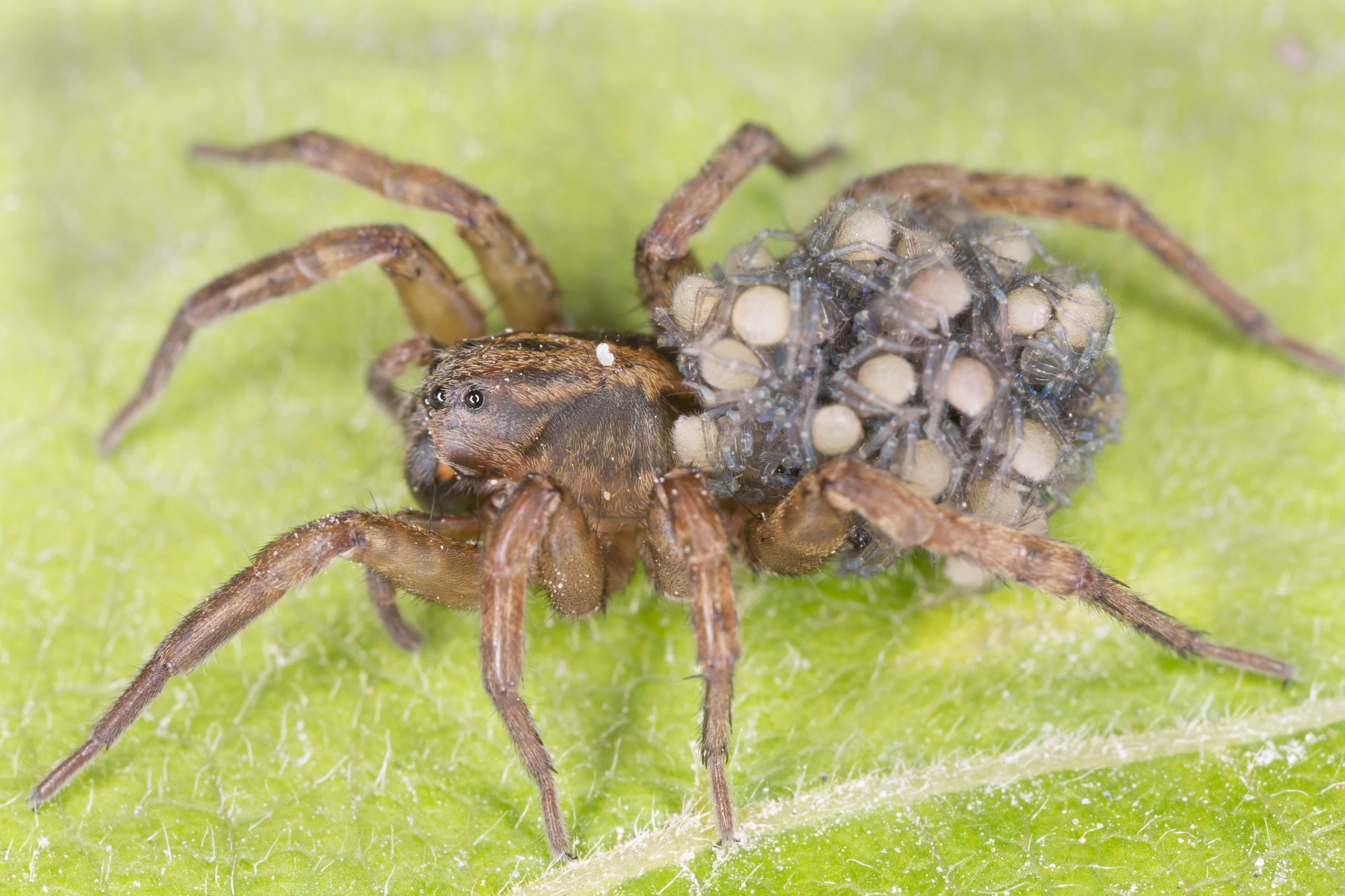 Wolf Spider With Babies