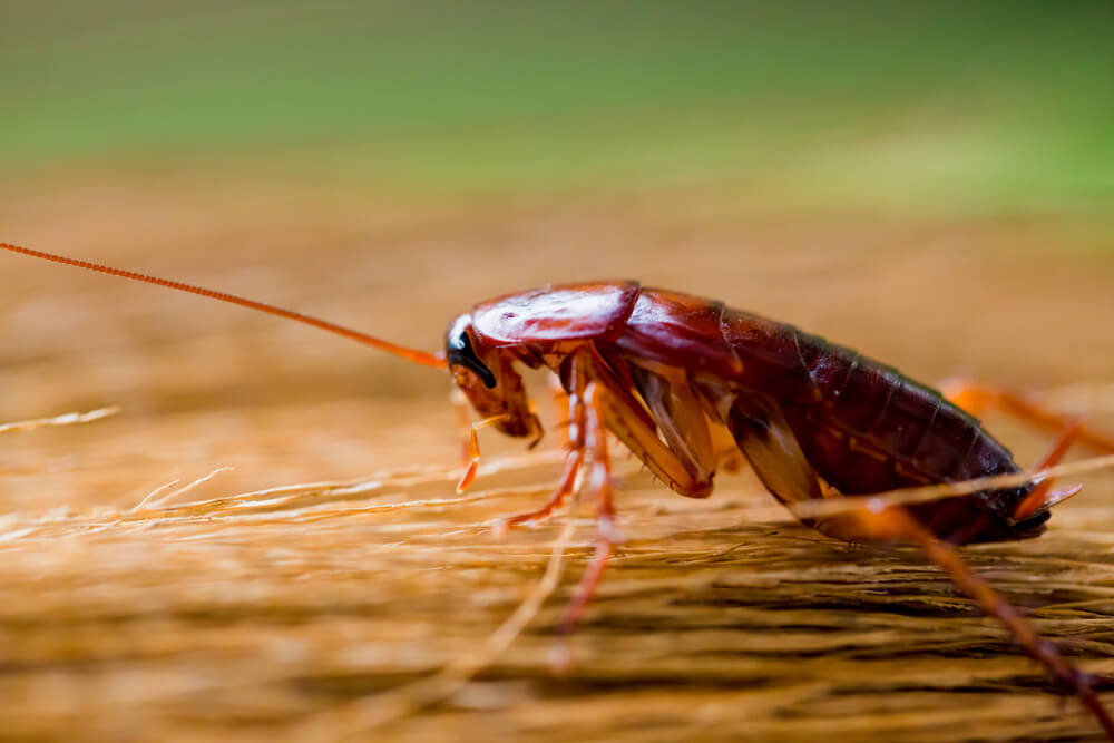 Cockroach (1)
