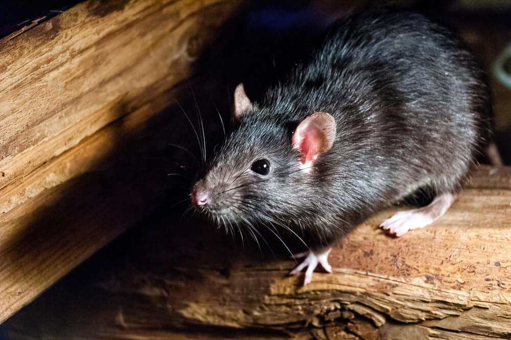 How to Get Rid of Rodents in Walls and Attics During Winter - Anchor Pest  Control