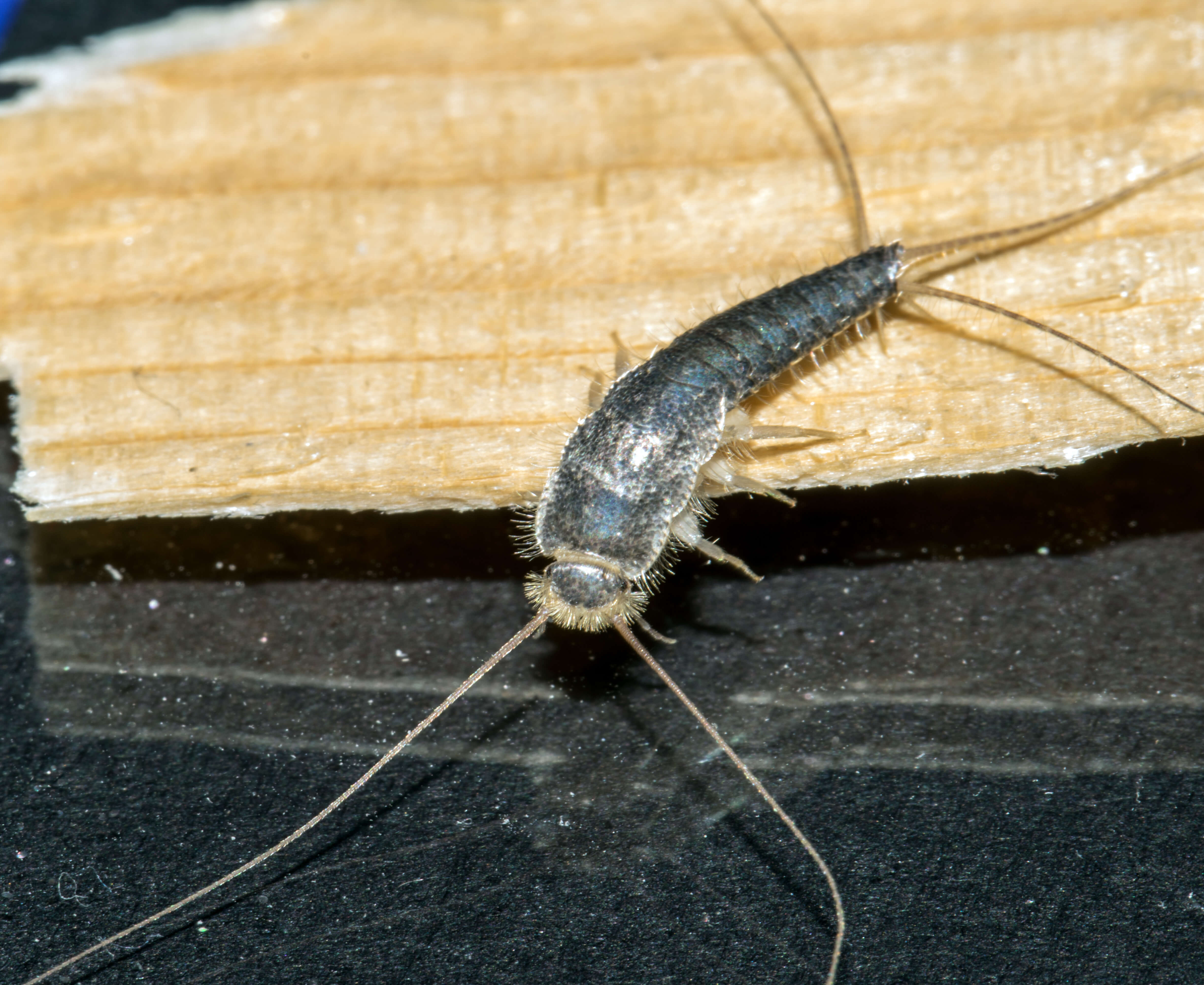 Silverfish Living In My Attic