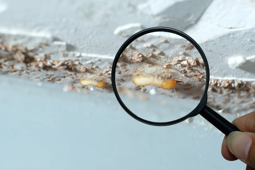 Termites Under Magnifying Glass