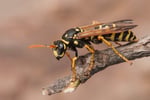 Bee get. Wasp, Restyling. (Оса), метис. Оса пелопей кокон.