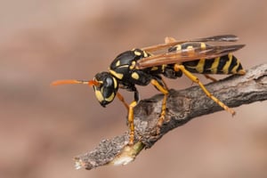 Wasp On Branch