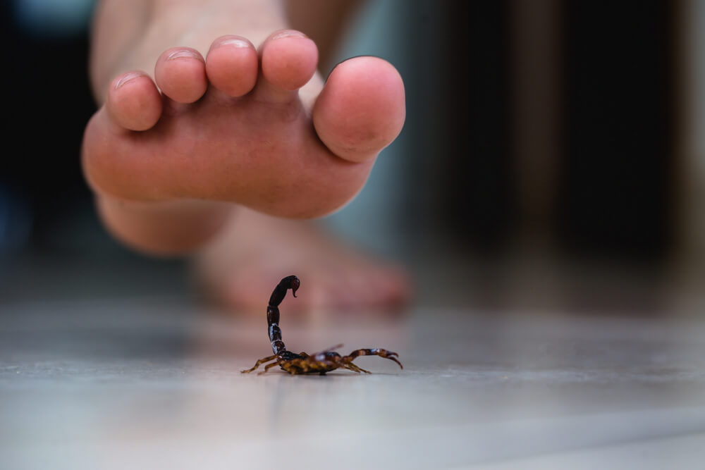 foot stepping on scorpion